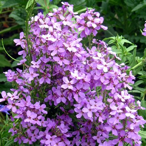 Hesperis Matronalis Purple Sweet Rocket Buy Herb Plants