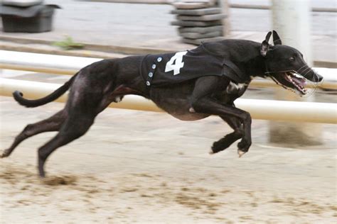 Westmead hawk är en greyhound som är berömd för att ha vunnit english greyhound derby år 2005 och 2006. Westmead Joe - British Greyhound Breeders Forum