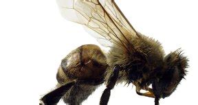 Apart from plants requiring pollination, bees need nectar for energy as well as the larvae. Do Insects Reproduce Asexually? | Sciencing