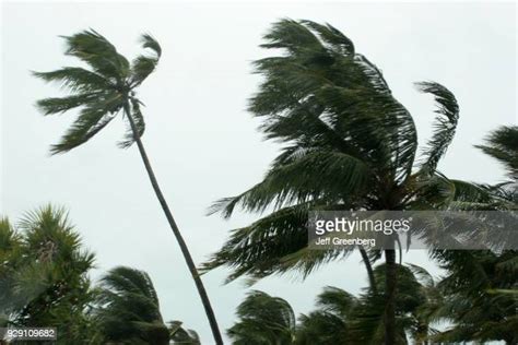 Hurricane Palm Trees Blowing Photos And Premium High Res Pictures