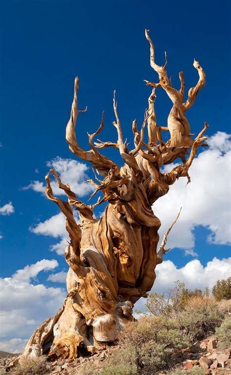 Capturing The Beauty Of Earths 304 Trillion Trees Bristlecone Pine