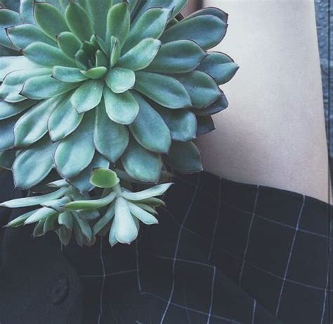 Which is why you should put this plant with beautifully patterned leaves in darkened spaces. indie aesthetic - Google Search | Plant aesthetic, Green ...