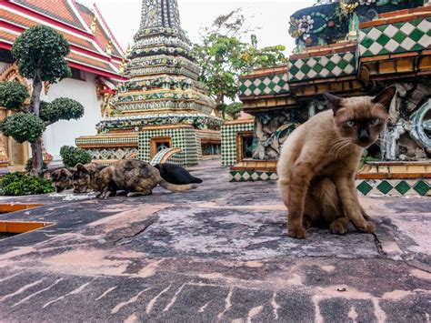 Thai Temple Cat