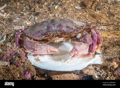 Atlantic Rock Crab Hi Res Stock Photography And Images Alamy
