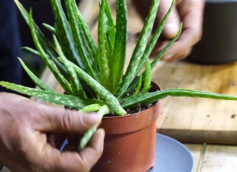 Comment bouturer l aloe vera pas à pas en vidéo Comment faire une bouture Boutures Plante