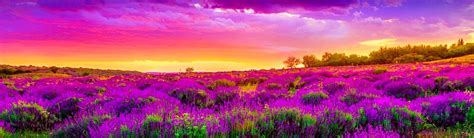 Pink Purple Sky And Spring Nature Landscape Header