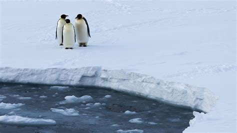 Melting Sea Ice Could Wipe Out 98 Of Emperor Penguins By The End Of The Century Live Science