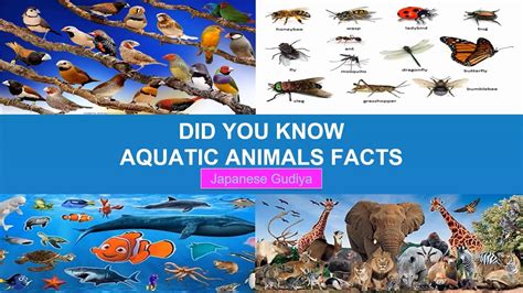 Did You Know Interesting Aquatic Animal Facts Part 2 General