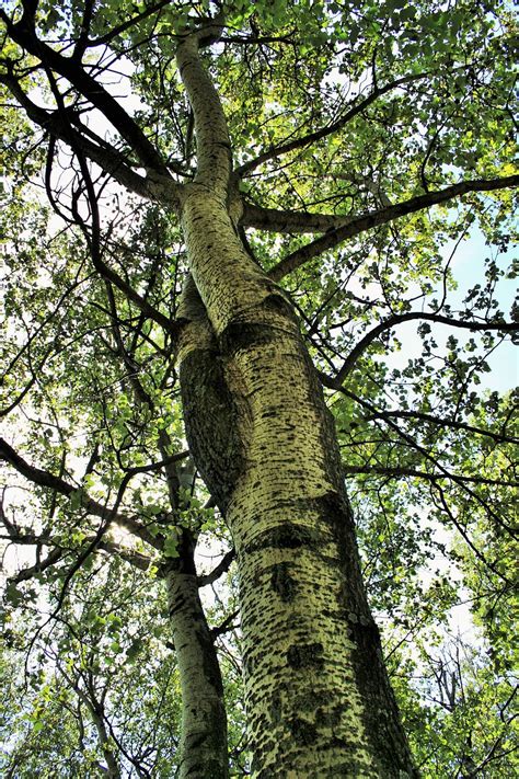 Birch Tree Trees · Free Photo On Pixabay