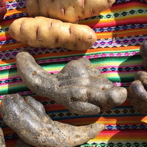 Native Potato Varieties Learn More About Cip International Potato