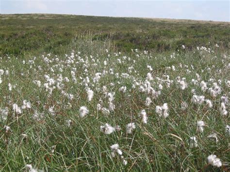 Cotton Grass © Dennis Thorley Geograph Britain And Ireland