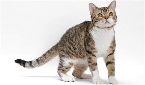 cat breeds american wirehair cat origins  personality dogalize