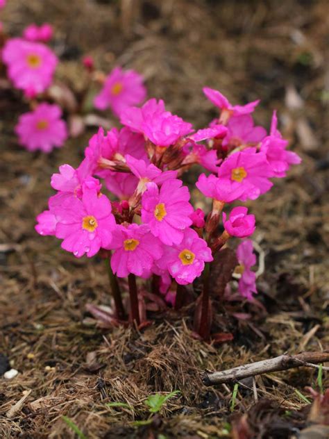 Katja primel was born on june 18, 1972 in berlin, germany. Stauden Stade Versand Shop: Primula rosea 'Gigas' (Rosen ...