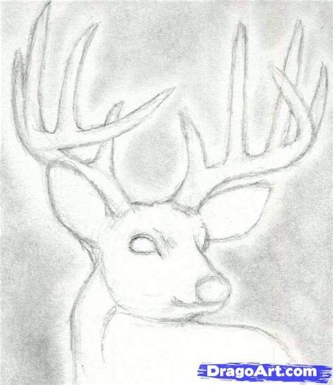 How To Draw A Deer Head Buck Dear Head Step 4 Deer Drawing Deer