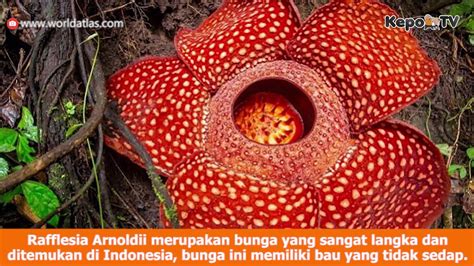 Gambar Tumbuhan Langka Yang Dilindungi Di Indonesia Gambar Gambar