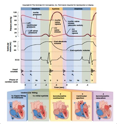 Cardiac Muscle Function Cardiac Cycle Afily8