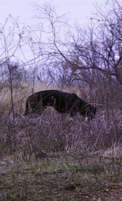 Texas Cryptid Hunter The Oklahoma Black Panther Photo Examined