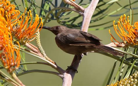 Richard Warings Birds Of Australia Honeyeaters Of The Top End