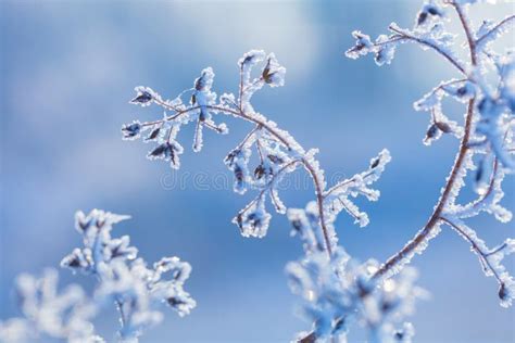 Beautiful Winter Background With The Frozen Flowers And Plants A