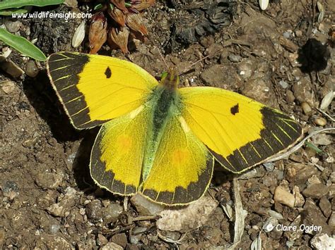 Yellow Butterfly Species