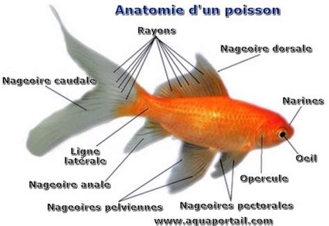 Anatomie Des Poissons Définition
