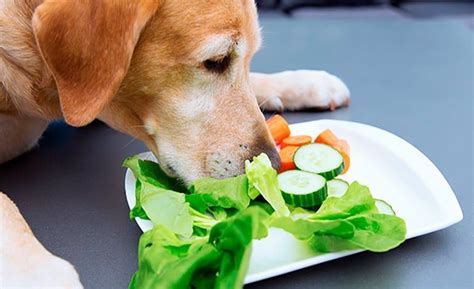 ¿qué Verduras Y Hortalizas Puede Comer Un Perro