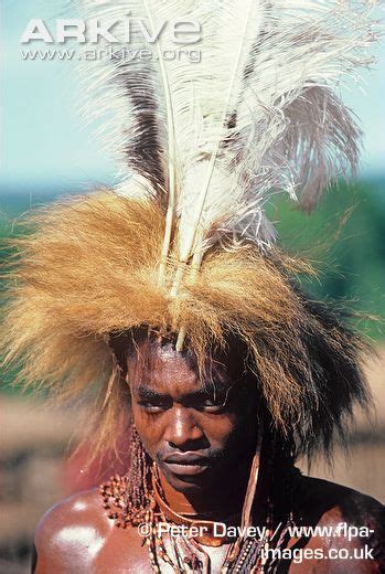 Masai Warrior Wearing African Lions Mane Head Dress People Of The