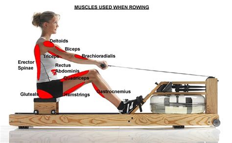 Muscle Used When Rowing Rowing Workout Rowing Machine Workout