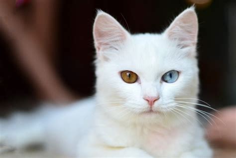 Why Are White Cats Deaf Link Between Color And Deaf Cats Revealed