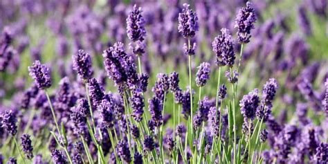 Different Types Of Lavender To Grow In Your Garden Au