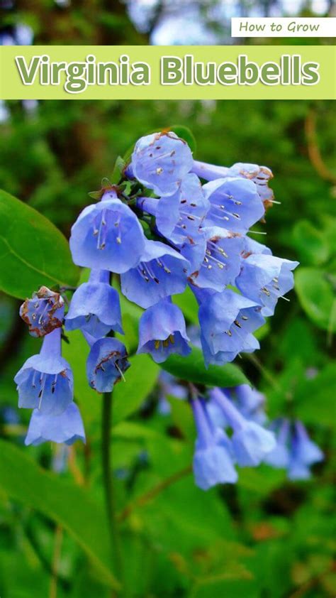 How To Grow Virginia Bluebells Recommended Tips