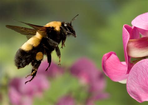 Genomes Of Two Key Bumblebee Species Sequenced Surprising Paucity Of