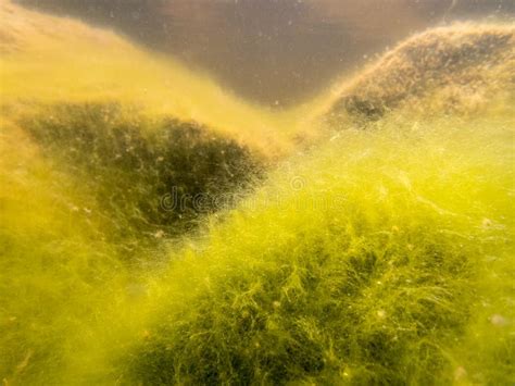 Filamentous Algae Growing On Stones Underwater Shot Stock Image Image