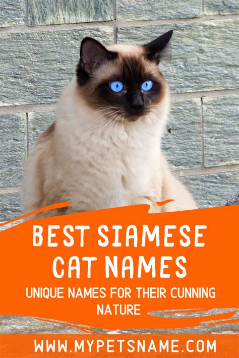 Best Siamese Cat Names Cat Names Cool Pet Names Siamese Cats