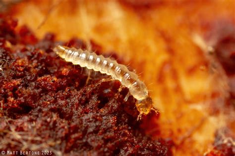 Rove Beetle Larva Staphylinidae Matt Bertone Flickr