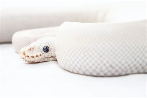 The Best White Pet Snakes Pets Gal