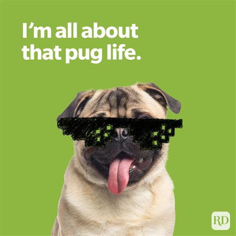 Dog Puns That Will Give You Paws Readers Digest