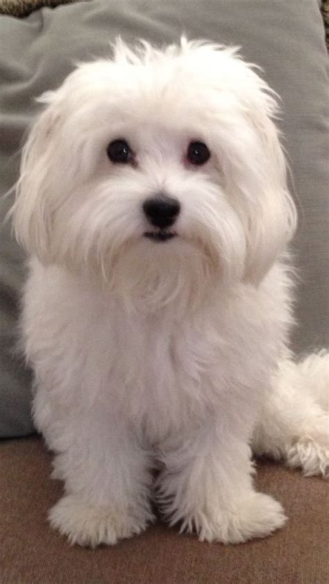 Bianca Maltese Dogs Havanese Dogs Coton De Tulear Dogs