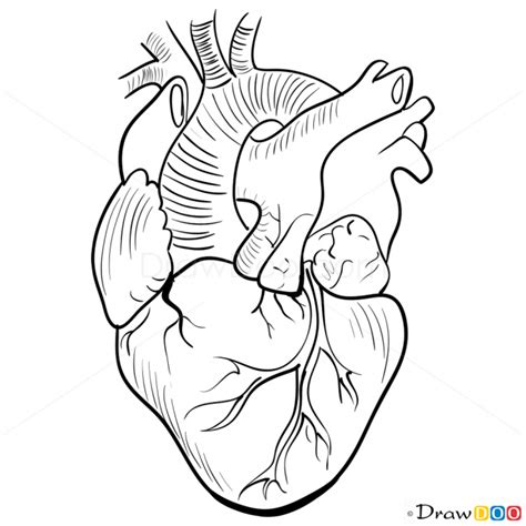 Have a look at some of these tutorials here. How to Draw Realistic Heart, Hearts