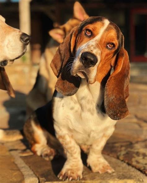 10 Basset Hound Facts Why Are Basset Hounds So Special