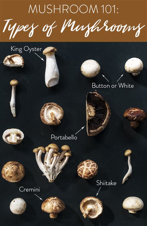 Mushroom 101 The Ultimate Guide On How To Select Store Clean And Cook