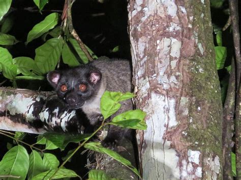 Small Toothed Palm Civet Mammals Wild Latitudes Borneo Tour