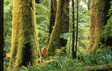 Ancient Forests Friends Of Clayoquot Sound