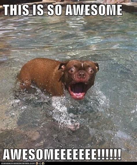 We did not find results for: swimming pool meme - Google Search | Funny dog pictures ...