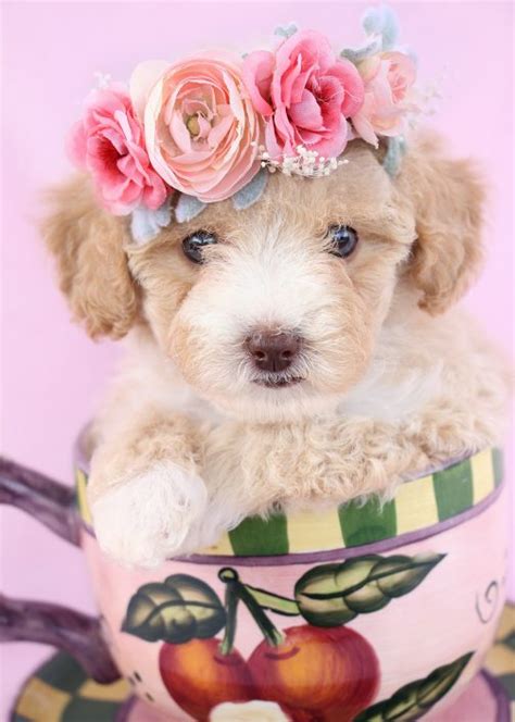 They have been handled from birth and are very friendly. Teacup Poodles and Toy Poodle Puppies For Sale by TeaCups ...