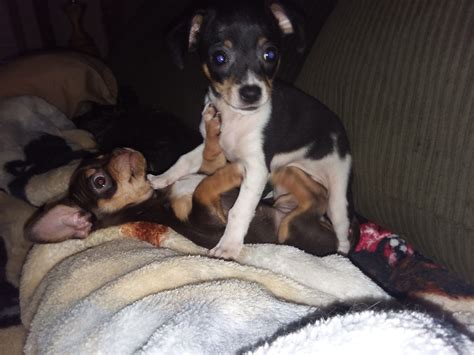 Chihuahua dog for Adoption in Iroquois, IL. ADN-816086 on PuppyFinder