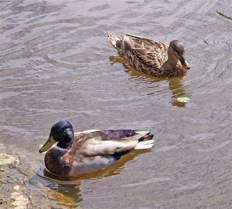 Ducks Free Stock Photo Public Domain Pictures