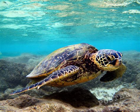 Hawaiian Green Sea Turtle Honu Underwater Hawaii Poster