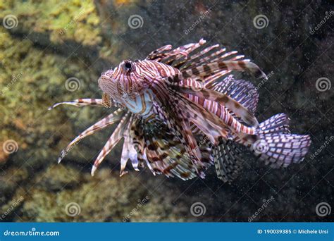 Red Lionfish Predatory Scorpion Fish Stock Image Image Of Blue