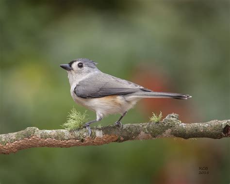 White And Gray Bird On Branch Tufted Titmouse Hd Wallpaper Wallpaper